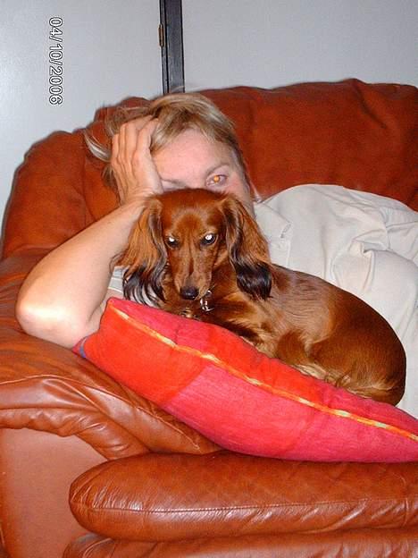 Gravhund Den pal's Sherry billede 6