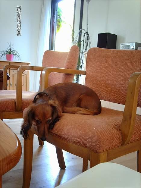 Gravhund Den pal's Sherry billede 7