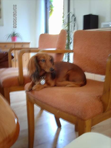 Gravhund Den pal's Sherry billede 8