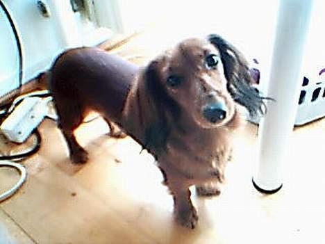 Gravhund Den pal's Sherry billede 9