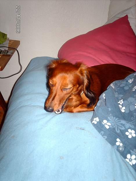 Gravhund Den pal's Sherry - gaab billede 11