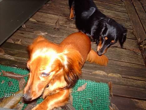 Gravhund Den pal's Sherry - tilde flygter fra oliver :b billede 12