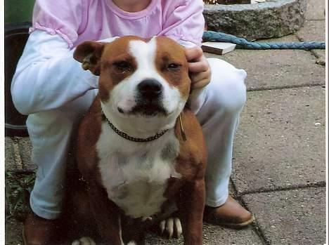 Staffordshire bull terrier Chili - ja her er jeg så billede 1