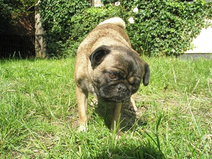 Blanding af racer Louis - se mig!!! billede 9