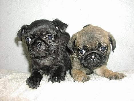 Blanding af racer Louis - loui og hans bror otto billede 10