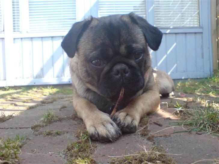 Blanding af racer Louis billede 11