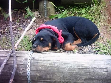Rottweiler Nana billede 6