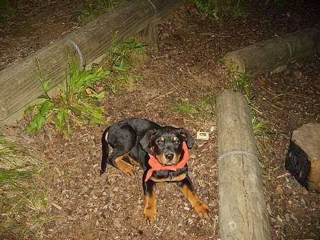 Rottweiler Nana billede 8