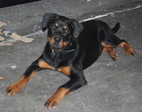 Rottweiler Nana - Sådan ser vi så ud nu! billede 9
