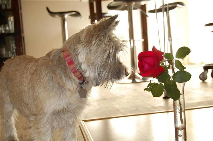 Cairn terrier Malou aka Sheriffen  billede 2