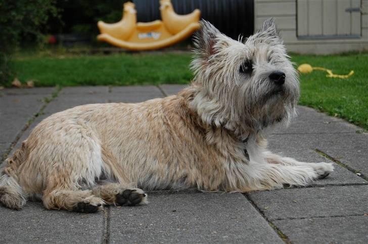 Cairn terrier Malou aka Sheriffen  billede 3