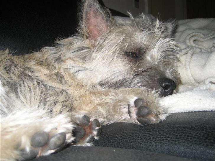 Cairn terrier Malou aka Sheriffen  billede 4