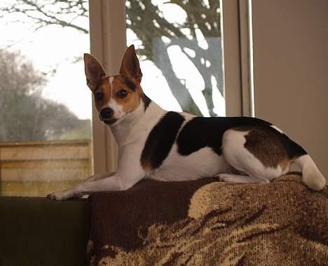 Blanding af racer Molly - Molly i vores nye hus. Hun smiler vist lidt :P billede 18