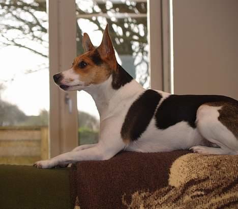 Blanding af racer Molly billede 19