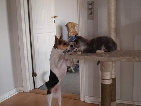 Blanding af racer Molly - Molly og katten Ozzie =P billede 20