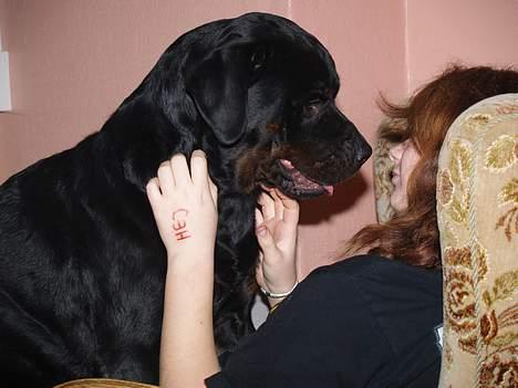 Rottweiler Mr.ChesterField  (09) - Nåårh, nussehoved :P "Må jeg komme op til dig???" tossede kræ, du vejer 50 kg <3 billede 19