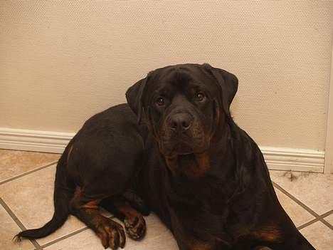 Rottweiler Mr.ChesterField  (09) - Så sød da :D billede 20