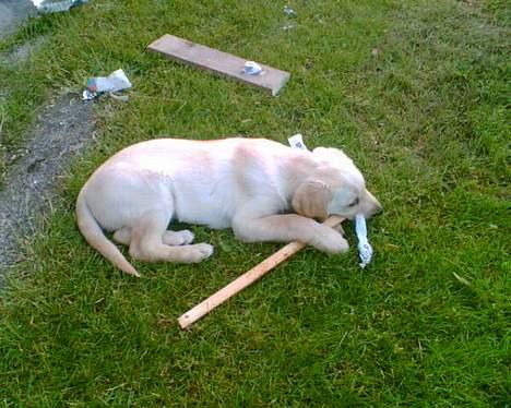 Labrador retriever Raider billede 9