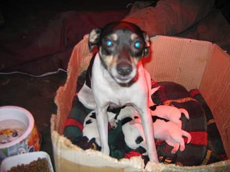 Dansk svensk gaardhund Snubbi *Død* billede 6