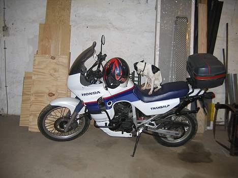 Dansk svensk gaardhund Pelle - er lidt en motorcykel bølle billede 8