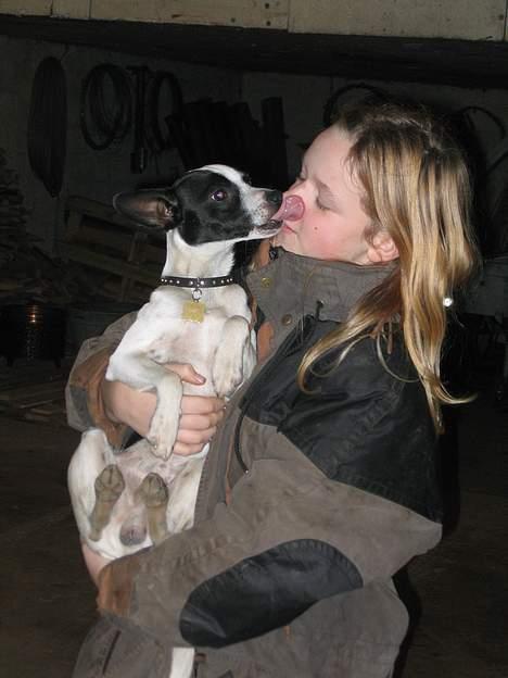 Dansk svensk gaardhund Pelle - smæk kys billede 9