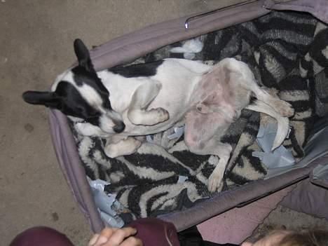 Dansk svensk gaardhund Pelle - KLØ MIG siger Pelle billede 10