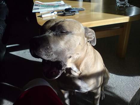 Amerikansk staffordshire terrier Totti *Amager* billede 18