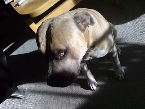 Amerikansk staffordshire terrier Totti *Amager* billede 19