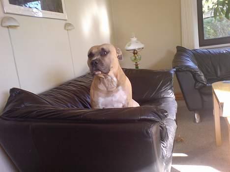 Amerikansk staffordshire terrier Totti *Amager* billede 20