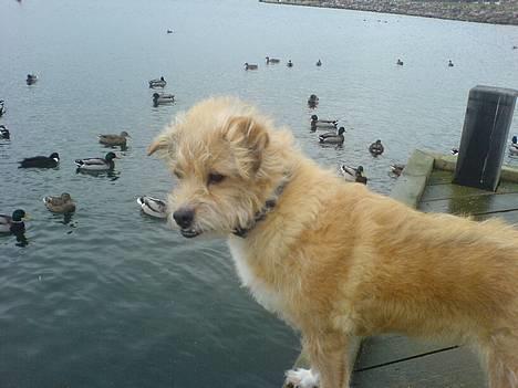 Blanding af racer Mads - Her er Mads rigtig stolt - lige indtil en svane skræmmer hende væk :) billede 1