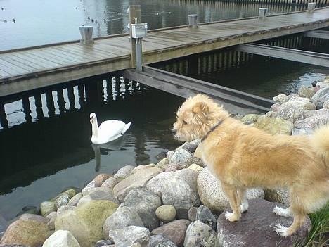 Blanding af racer Mads - Der var den dumme svane som ikke brød sig om besøg fra os... billede 2