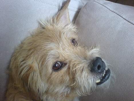 Blanding af racer Mads - Ahh, skønt at ligge på sofaen, når jeg får lov til det... billede 3