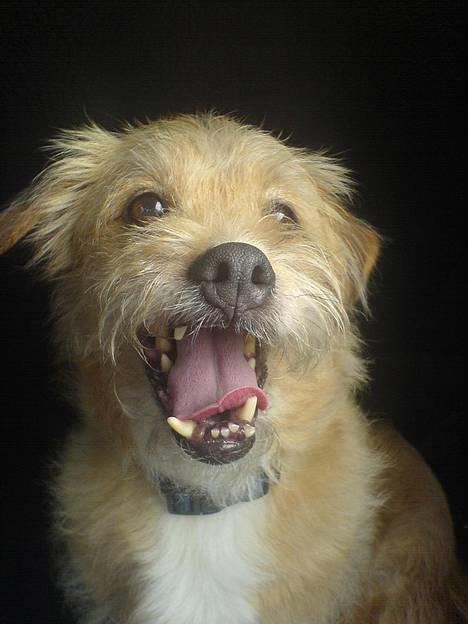 Blanding af racer Mads - SE MIG - Jeg er bare sååå glad :) billede 4