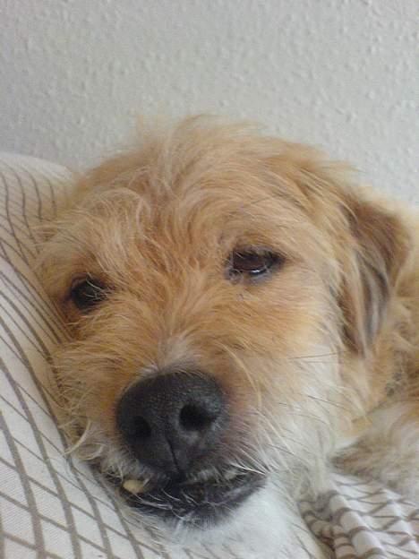 Blanding af racer Mads - Gaaaaaab billede 5