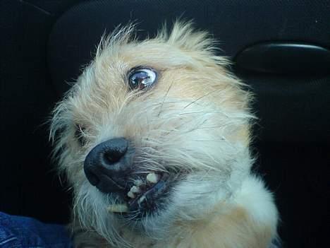 Blanding af racer Mads - Hvor er jeg fin... Er jeg ikke?? :) billede 6