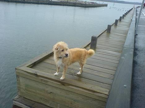 Blanding af racer Mads - Er jeg til at stå for.. Nej vel? :) billede 7