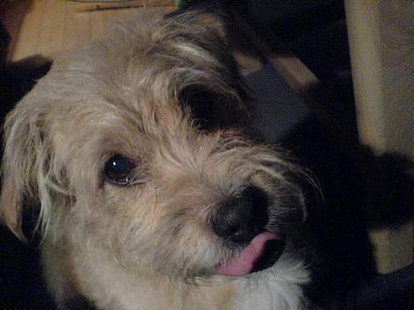 Blanding af racer Mads - Mads vil gerne smage lidt slik :) billede 8