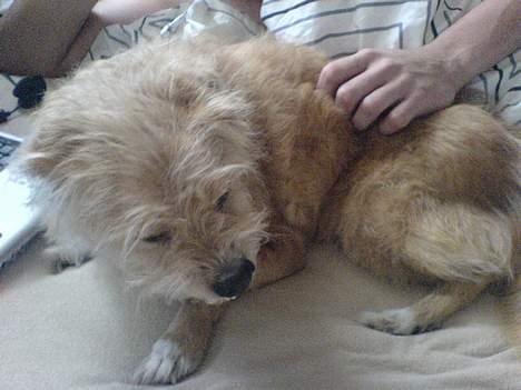 Blanding af racer Mads - Gaaab hvor er jeg blevet træt... ZzZzzz billede 9