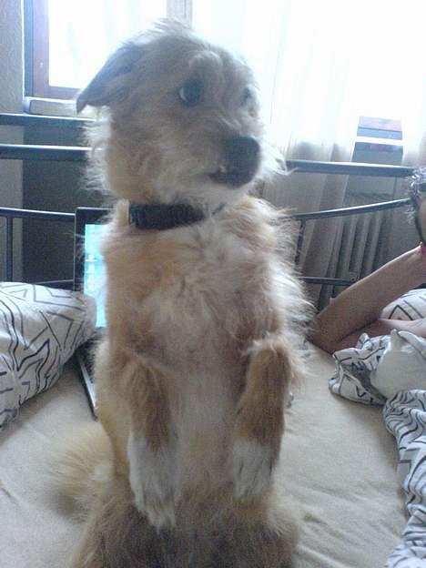 Blanding af racer Mads - Se mig!!!! Jeg sidder på bagben og ser sød og uskyldig ud... :) billede 10