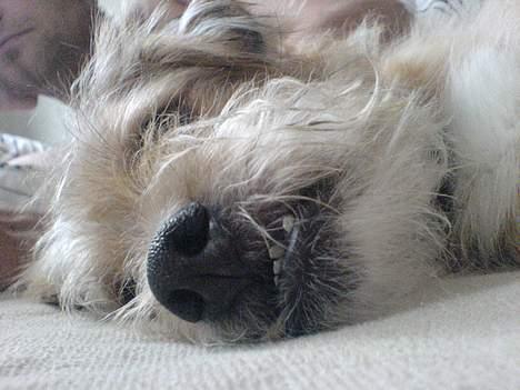 Blanding af racer Mads - ZZzzzzzzzzzzzZzzz billede 12