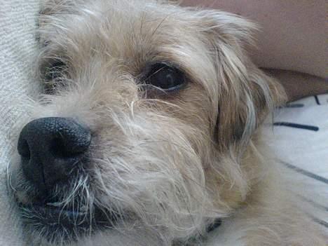 Blanding af racer Mads - Ahhn afslapning, det er altså lige mig.. Hvis der så lige er en der vil klø mig lidt på ryggen? :) billede 13