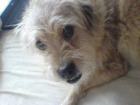 Blanding af racer Mads - Godmorgen.... billede 14