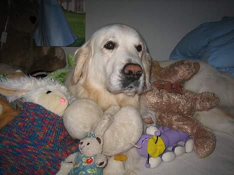Golden retriever be my friend (Lukas) - Sammen med alle mine "Bamsevenner" ! eller det er jo faktisk Emilie s men jeg må godt låne dem ... billede 14