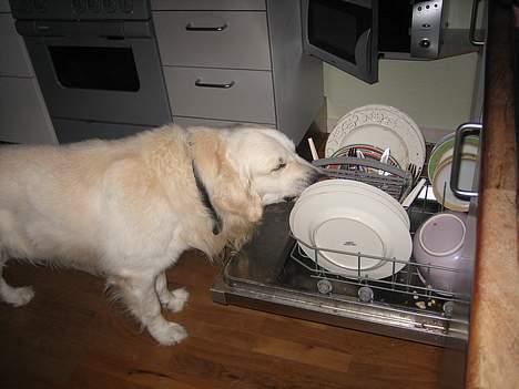 Golden retriever be my friend (Lukas) - Nu hjælper jeg til i køkkenet...  billede 15