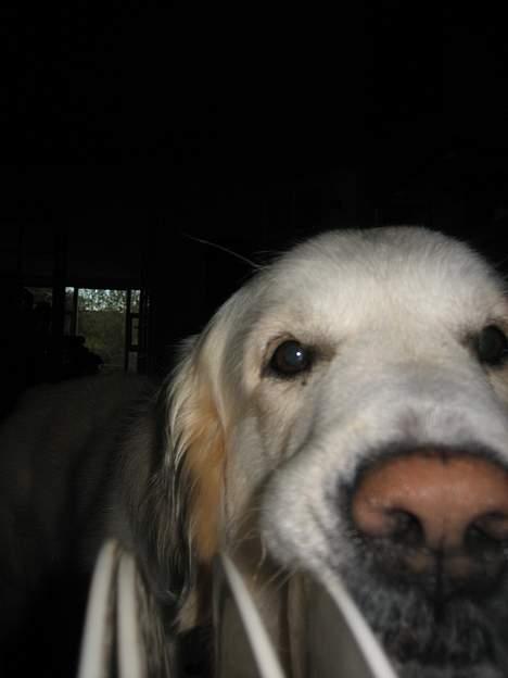 Golden retriever be my friend (Lukas) - jeg elsker bare at hjælpe til heh .. ! billede 16