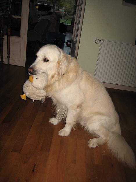 Golden retriever be my friend (Lukas) - Det her er så min nye bamse ... Hr. And billede 17
