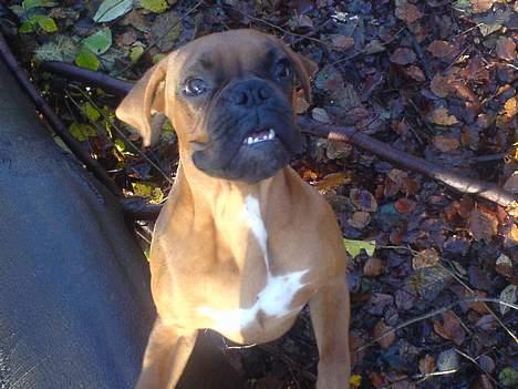 Boxer Otto - *nyt* nov23 Otto i skoven.... billede 14
