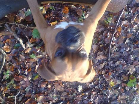 Boxer Otto - *nyt* nov23 Otto i skoven :D på hovedet  billede 15