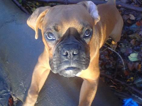 Boxer Otto - *nyt* nov23 Otto i skoven, Teis giv mig nu den god-bid :P billede 16