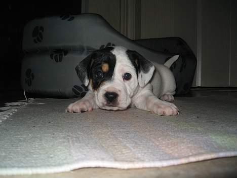 Blanding af racer Møllens Mille billede 1